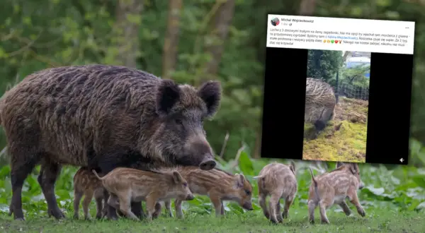 Co robić, gdy dziki na osiedlu stają się zagrożeniem?