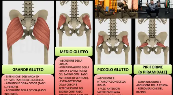 Illustrazione anatomica del grande gluteo, con dettagli sui muscoli e le loro funzioni, inclusi esercizi di allenamento.