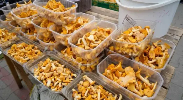 Po ile grzyby na skupie? Sprawdź ceny i zyskowność sprzedaży