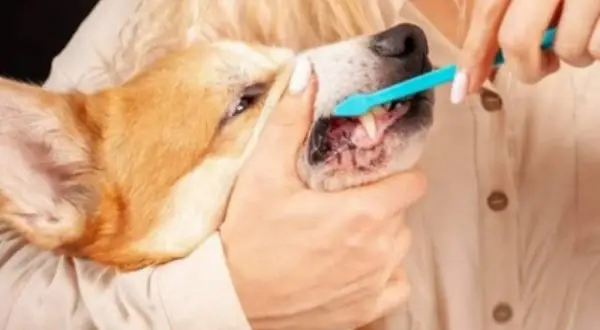 A person gently brushes a dog's teeth with a blue toothbrush, demonstrating the best way to brush dog teeth for good oral hygiene.