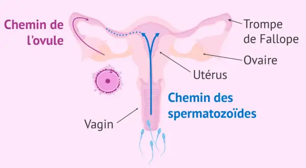 Schéma de l'appareil reproducteur féminin montrant le chemin des spermatozoïdes vers l'ovule. Pour savoir comment garder le sperme pour tomber enceinte rapidement, il faut comprendre ce parcours.