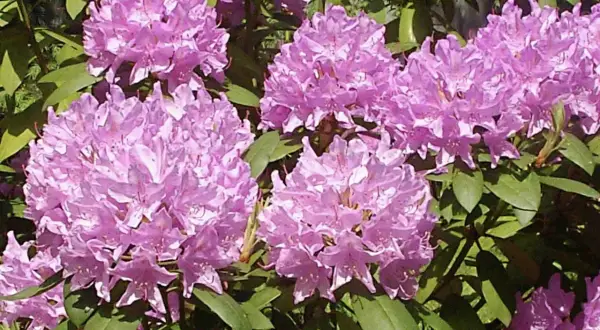 Piękne, fioletowe kwiaty rododendronów. Czy azalia doniczkowa nadaje się do ogrodu? Tak, jeśli zapewnisz jej odpowiednie warunki.