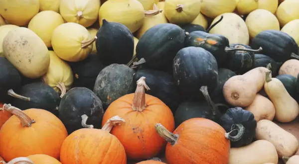 Un assortiment coloré de courges d'automne, incluant des citrouilles orange vif, des courges de butternut pâles et des courges d'acorn vert foncé.