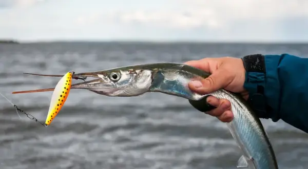 Ein Angler hält einen frisch gefangenen Hornhecht aus dem Mittelmeer, der an einer bunten Angelköder schnappt.