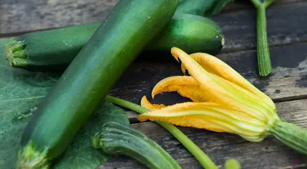 Färska zucchinis och en blomma på träbordet. Snart dags att plantera zucchini för en riklig skörd.