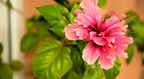 Piękny, różowy hibiskus z zielonymi liśćmi. Idealne stanowisko dla tej rośliny to słoneczne miejsce.