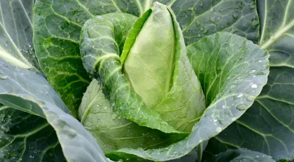 Ein frischer Spitzkohl mit Tautropfen auf den Blättern, bereit zum Ernten. Perfekt für den Anbau im eigenen Garten.