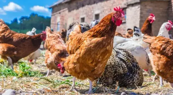 Jakie kury do przydomowej hodowli – idealne rasy dla każdego ogrodu