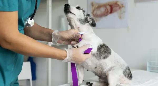 Veterinario administra tratamiento a un perro con ataques epilépticos muy seguidos.