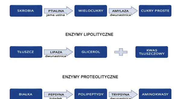 Schemat trawienia: skrobia przez amylazę rozkładana do cukrów prostych. Tłuszcze na glicerol i kwasy tłuszczowe. Białka na aminokwasy.