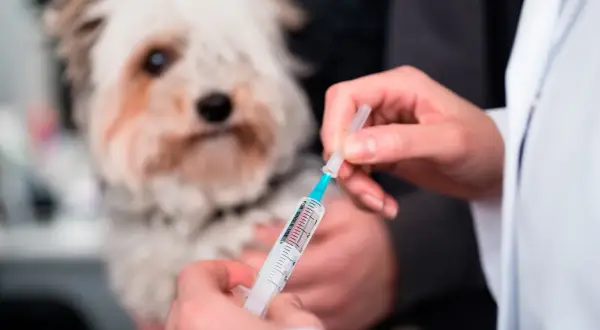 Veterinario prepara inyección para un perro con posible enfermedad de Addison.