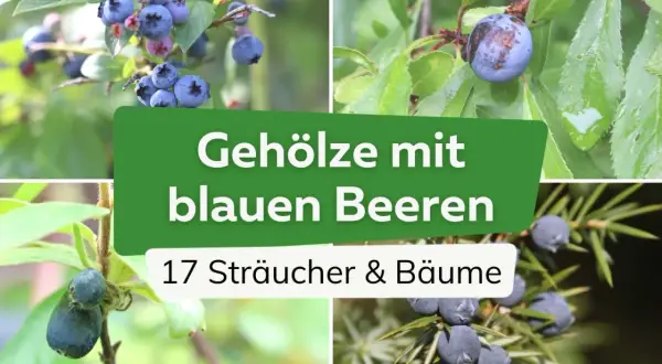 Vier Bilder zeigen verschiedene essbare blaue Beeren an Sträuchern und Bäumen, darunter Blaubeeren und Wacholderbeeren.
