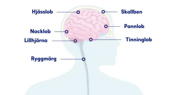 Illustration av hjärnan med delar märkta. Om du har ont i nacken och huvudet kan det bero på problem i nacklob, lillhjärna eller ryggmärg.