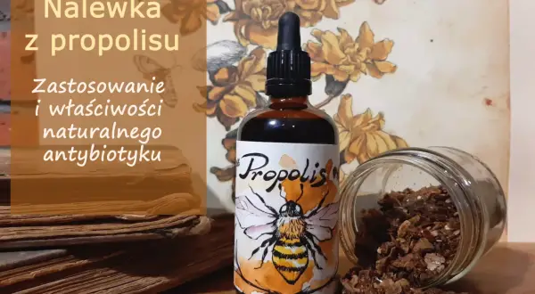 Propolis: jak zażywać bezpiecznie? Dawkowanie, formy i kuracja