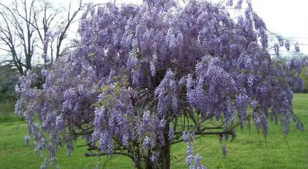 Magnifique arbre en fleurs de glycine, ses grappes violettes tombent comme des cascades parfumées.