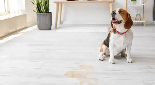 Beagle sitzt auf hellem Boden neben einer Pfütze. Hoffentlich hat der hund pinkelt mich an nicht wieder getroffen.
