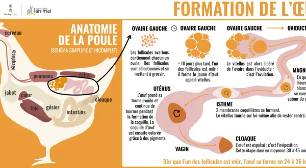 Schéma de l'anatomie de la poule et de la formation de l'œuf, de l'ovaire au cloaque, expliquant le processus de maturation des follicules et la formation de la coquille.