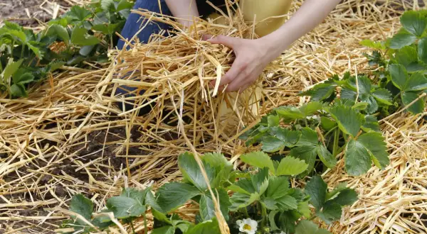 Hände verteilen Stroh zum Erdbeeren mulchen. Die Pflanzen sind grün, einige Blüten sind sichtbar.