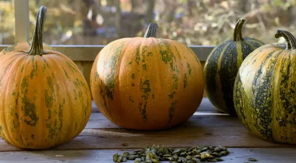 Flera pumpor, varav en butternutpumpa, ligger på ett träbord. Framför pumporna ligger pumpafrön.