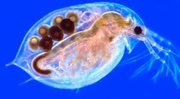 Pulgas comida: beneficios de la pulga de agua y recetas deliciosas