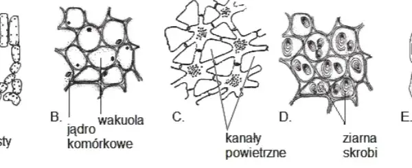 Jakie są tkanki roślinne? Odkryj ich rodzaje i funkcje w botanice