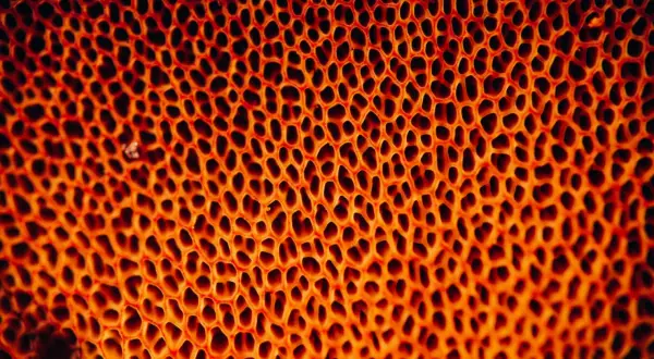 Close-up van een honingraatstructuur met oranje gloed. De vele kleine gaten kunnen bij sommigen een gaten fobie opwekken.