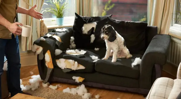 Ein Hund hat das Sofa zerlegt. Der Besitzer schaut fassungslos zu. Vielleicht braucht der Hund mehr Beschäftigung, um den **Hund auslasten zuhause** zu können.