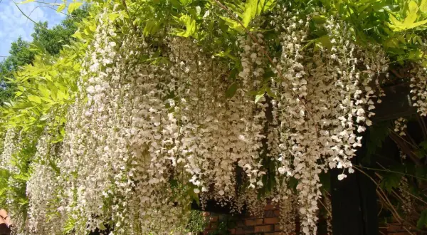 Obfite grona białej wisterii zwisają kaskadami, tworząc magiczny widok, kiedy kwitnie wisteria.
