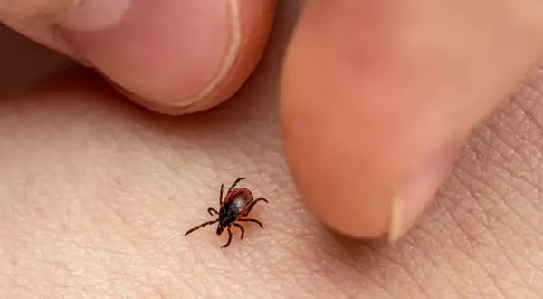 Garrapata marrón sobre piel humana, cerca de los dedos.