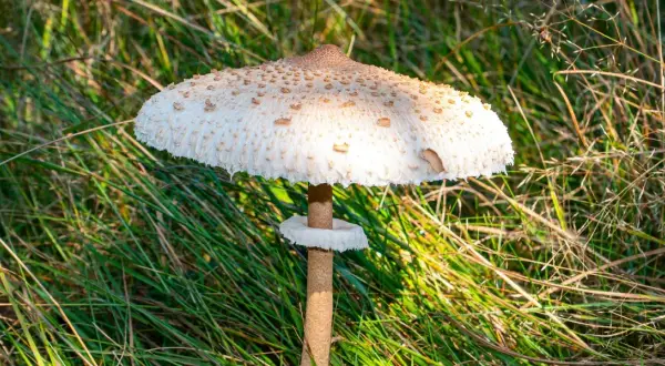 Kiedy jest sezon na kanie? Odkryj najlepszy czas na zbieranie tych grzybów