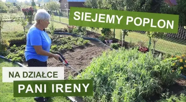 Jak siać poplon? Kompletny przewodnik po terminach, gatunkach i dopłatach.