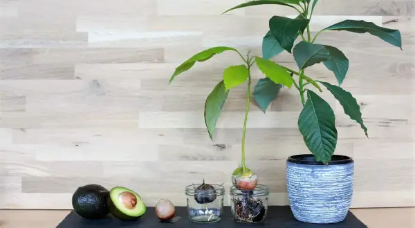 Vom ganzen Avocado bis zum Keimling im Glas: So gelingt das **Avocadokern einpflanzen**. Ein grüner Daumen für zu Hause.