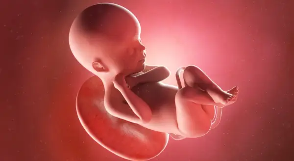 Płód w łonie matki, z widoczną pępowiną i łożyskiem. To moment, kiedy płód staje się dzieckiem, gotowym do przyjścia na świat.