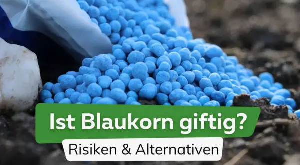Blauer Dünger (Blaukorn) wird aus einem Sack auf Erde geschüttet.