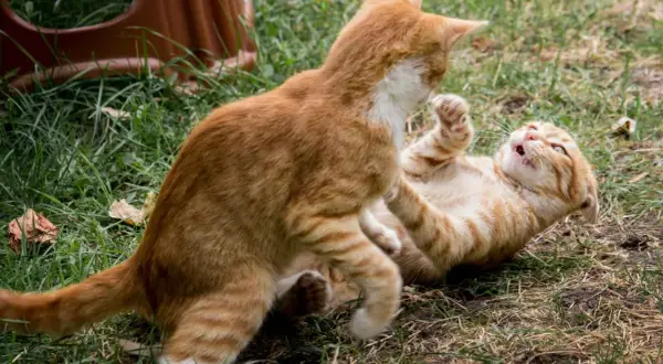 Dos gatos atigrados anaranjados juegan en el césped. Uno está tumbado boca arriba, el otro se cierne sobre él. ¡Mis gatos se pelean!