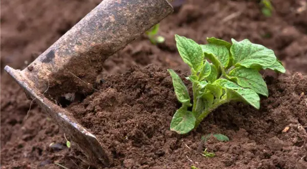 Attrezzo da giardinaggio che aiuta nella rincalzatura patate, accumulando terra attorno al giovane fusto per favorirne la crescita.