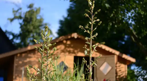 Czemu nie kwitnie mi juka ogrodowa? Oto najczęstsze przyczyny