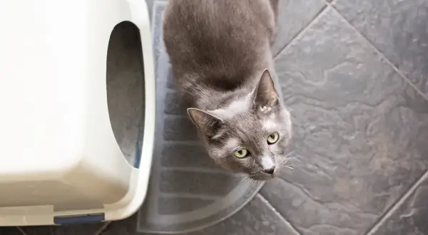 A grey cat sits on a litter mat next to a white litter box. The general rule for how many litter boxes per cat is one plus one.