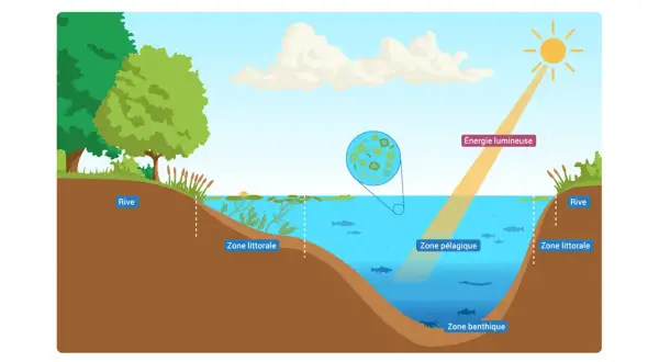 Schéma illustrant la définition d'un étang : rive, zone littorale, pélagique et benthique, avec l'énergie lumineuse du soleil.