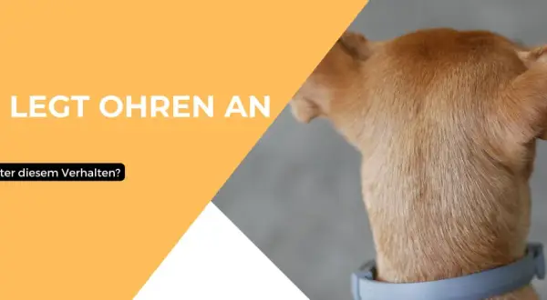 Ein Hund legt die Ohren an und wedelt. Was steckt hinter diesem Verhalten?