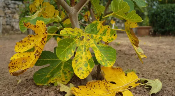 Feuilles de figuier jaunies et tachetées, signe d'une maladie. Un petit fruit vert est visible sur la branche.