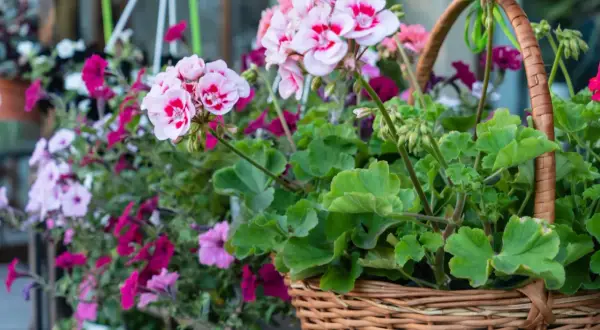 Piękne, zwisające kwiaty na taras w wiklinowym koszu. Różowe i fioletowe petunie oraz pelargonie tworzą barwną kompozycję.
