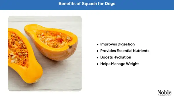 A halved butternut squash, showing its seeds and flesh, illustrates the benefits of squash for dogs, including improved digestion and weight management.