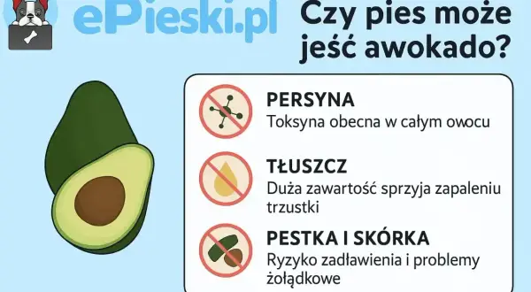 Czy pies może jeść awokado? Grafika ostrzega przed toksyną, tłuszczem i pestką awokado, które są szkodliwe dla psów.