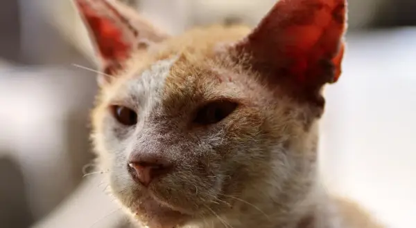Gato anaranjado con aspecto demacrado, posible indicio de inmunodeficiencia felina fases avanzadas.
