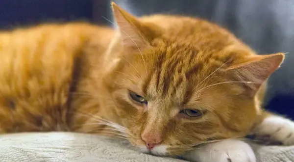 Gato naranja con aspecto cansado, quizás sufriendo de gastritis en gatos.