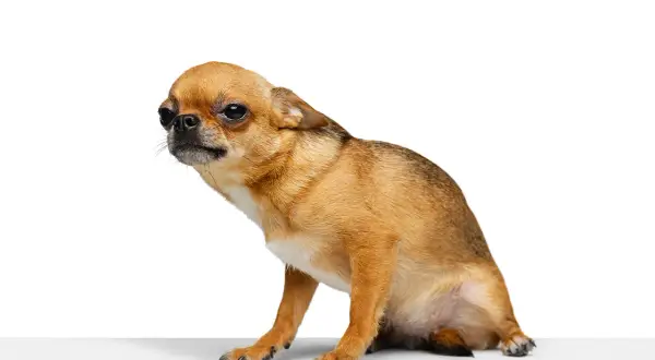 Mały, brązowy piesek chihuahua, jakby gotowy do zjazdu na sankach, siedzi na białym tle.