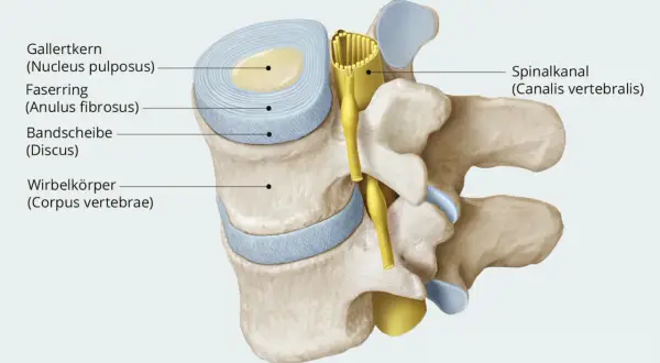 Anatomische Darstellung: wo ist die bandscheibe? Sie besteht aus Gallertkern und Faserring, eingebettet zwischen Wirbelkörpern. Der Spinalkanal verläuft dahinter.
