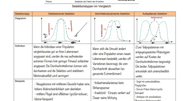 Vergleich von Selektionstypen: stabilisierend, gerichtet, aufspaltend. Die Definition von Selektion wird anhand von Diagrammen und Beispielen erklärt.
