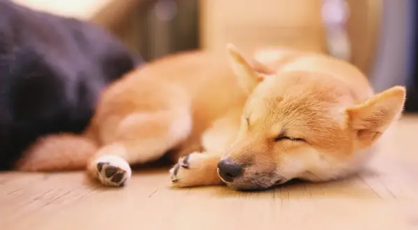 Śpiący szczeniak Shiba Inu, przytulony do ciemniejszego psa. Może właśnie śni o tym, dlaczego pies chrapie.